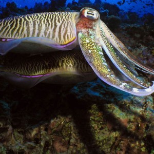 Cuttle Fish Mating