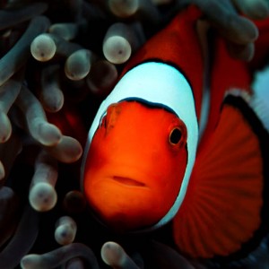 Percula Clown Fish
