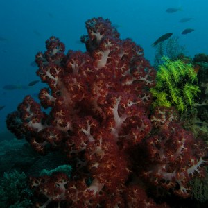 Soft Tree Coral