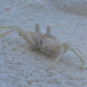 Ghost on the Beach