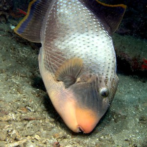 Yellowbanded Triggerfish making a nest