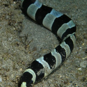 Banded Snake Eel up close
