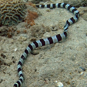 Banded Snake Eel on the prowl