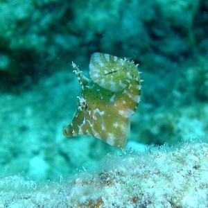 pigmyfilefish