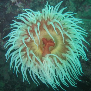 fish eating anemone