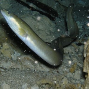 Eel inside Cavern at Morrison Spring
