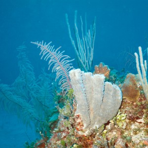 bahamas - Tube Sponge