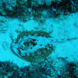 Spotted stingray