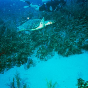 Caymans - Sea Turtle