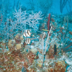 bahamas - Banded Butterfly