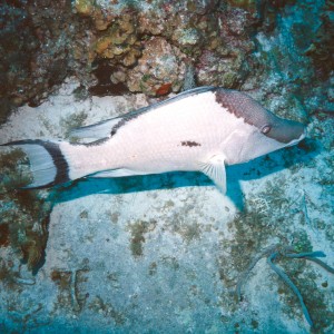 Caymans - Hogfish