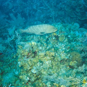 Caymans - Tiger Grouper