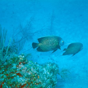 bahamas-French Angel pair