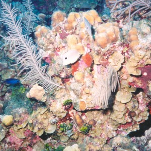 Caymans -  Foureye Butterfly