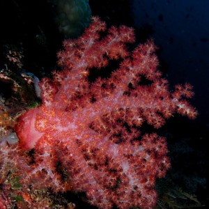 Soft Tree coral