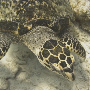 Loggerhead Turtle