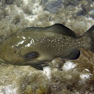 ? Grouper