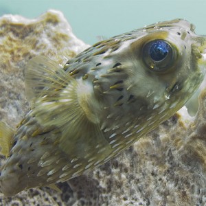 Porcupine Fish