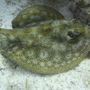 Yellow Stringray