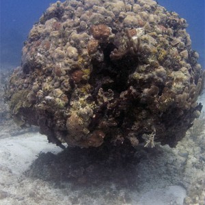 Coral Head