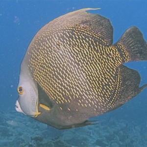 French Angelfish