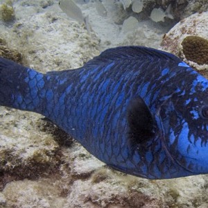 Midnight Parrotfish