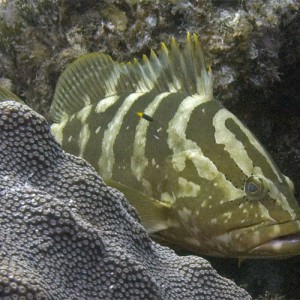 Nassau Grouper