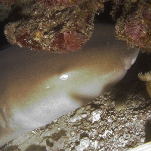 Nurse Shark