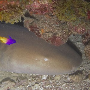 Nurse Shark