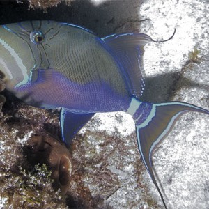 Queen Triggerfish