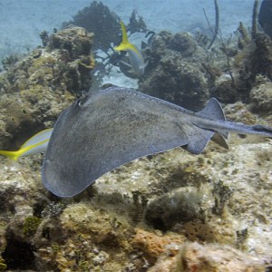 Stingray