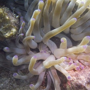 Anemone