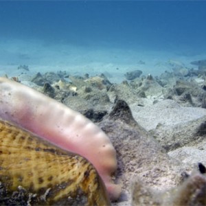 Conch Graveyard