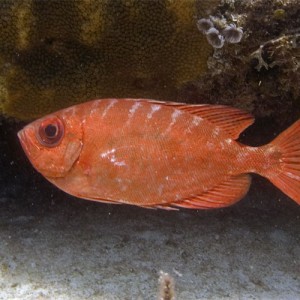 Glasseye Snapper