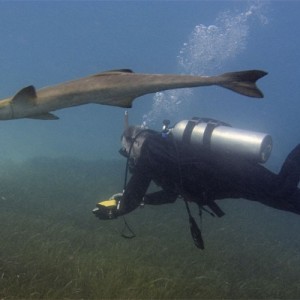 Bill and Remora