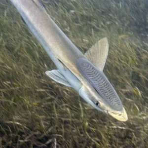 Remora