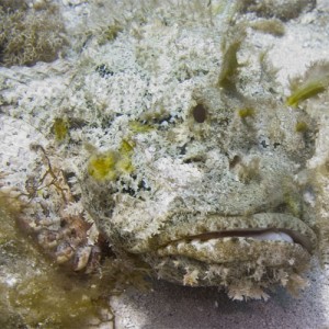 Scorpion Fish