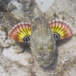 Scorpion Fish