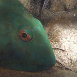 Sleeping Parrotfish