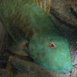 Sleeping Parrotfish