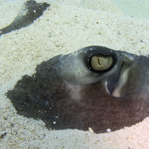 Stingray