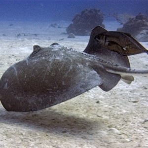 Stingray (and travel companion)