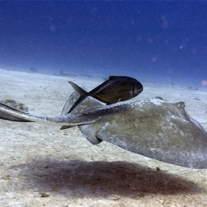 Stingray (and travel companion)