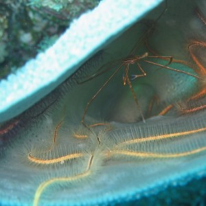 Yellowline arrow crab and sponge brittle star