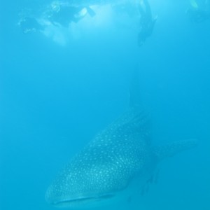 Whale Shark [2]
