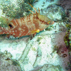 Key Largo