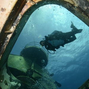 Kittiwake