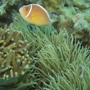 Anemone and Tomato Clown