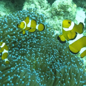 Anemones and Percula Clowns