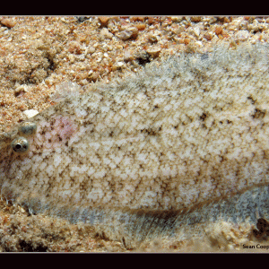 Banded Sole